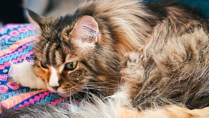 Schönen MaineCoon Katze