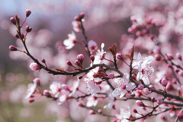 Close-Up of Cherry Blossoms on a Spring Day