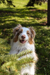 Happy Australian Shepherd in a Sunny Park