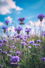 Purple Flowers Field Under Blue Sky