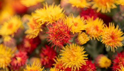 Obraz premium Vibrant safflower seeds in yellow and red colors grown in a farm