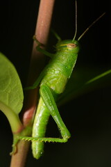 Grasshoppers are a group of insects belonging to the suborder Caelifera, within the order Orthoptera. They are known for their powerful hind legs, which allow them to leap great distances. |草蜢
