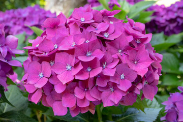 Fototapeta premium Hydrangea macrophylla bright purple flower head closeup.