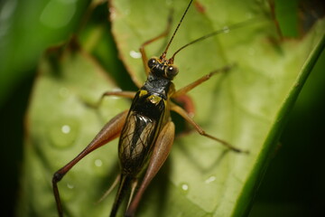 Nisitrus vittatus is a species of beetle in the family Cerambycidae, commonly known as longhorn beetles.|蟋蟀