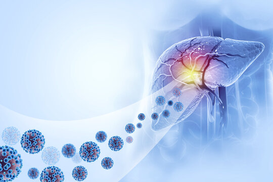 Human liver with hepatitis virus. 3d illustration