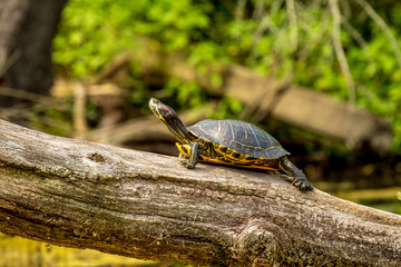 Invasive species:  turtle red-eared slider (Trachemys scripta elegans) pulled out on a log in a...