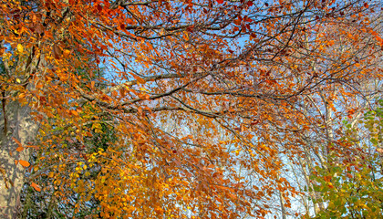 carnation flowers in flowerpot and colorful viola with shovel and rake on a wooden table