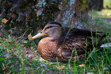 Brown duck lying on the ground under a tree in the shade on a sunny day