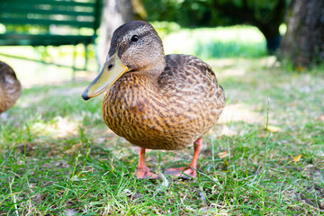 Brown beautiful duck standing on the grass with a blurred background