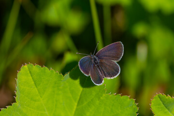 tiny butterfly on grass, Small Blue, Cupido minimus