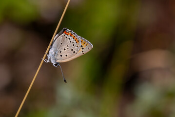 small butterfly with a fiery-red upper wing, Lycaena alciphron