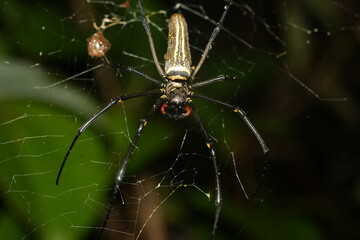 Nephila maculata is a large spider. Females can have a body length of about 15 to 25 millimeters...