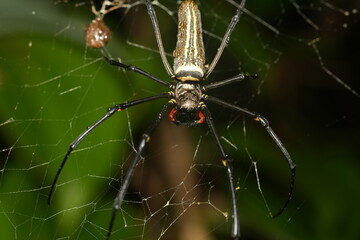 Nephila maculata is a large spider. Females can have a body length of about 15 to 25 millimeters...