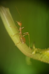 Oecophylla smaragdina is a species of ant known for its complex social structure and impressive nest-building abilities.|黃猄蟻