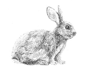 Hand Drawn Sketch Rabbit for Your Design. Ink cute bunny