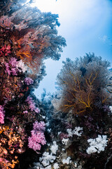 The light shining down under the water and passing through the coral looks warm.