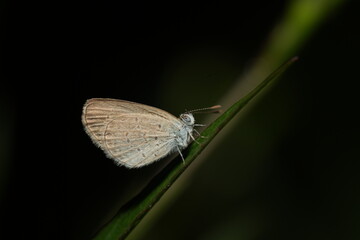 Zizula hylax is a very small butterfly with a wingspan of about 15 to 22 millimeters.The upper side...