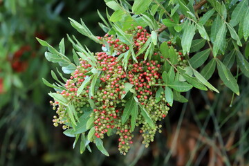 Inedible berries in a city park against the background of green foliage of trees.