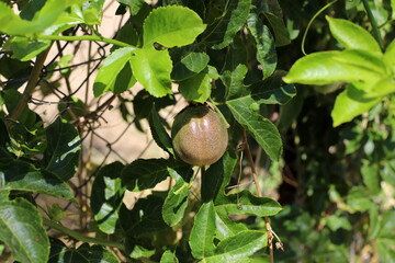Inedible berries in a city park against the background of green foliage of trees.