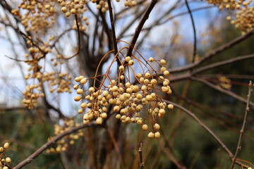 Inedible berries in a city park against the background of green foliage of trees.