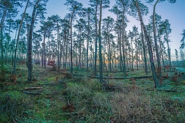 Fototapeta premium Scenic view of a forest at sunrise at frosty temperatures in winter