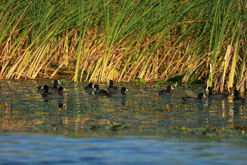 Flock of Eurasian coots in the Danube Delta, Romania