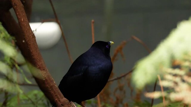 Satin Bowerbird in Melbourne Museum