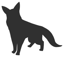 German shepherd looking at me