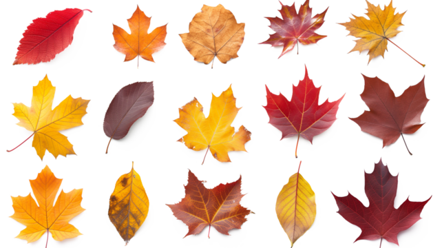 Isolated autumn leaves with no background png, generative ai