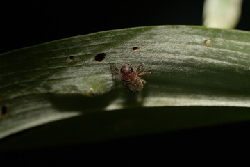 Adoretus is a genus of beetles belonging to the family Scarabaeidae, commonly known as the rose...