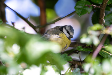 Blue Tit (Cyanistes caeruleus) Spotted in Father Collins Park, Dublin, Ireland