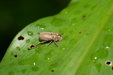 Adoretus is a genus of beetles belonging to the family Scarabaeidae, commonly known as the rose chafers or flower chafers. |喙麗金龜屬
