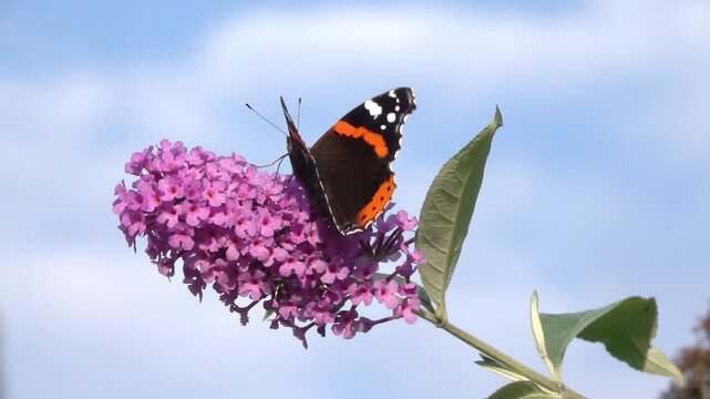Red Admiral butterfly (Vanessa atalanta) feeding on buddleia. August, Kent, UK [Slow motion x10] 
