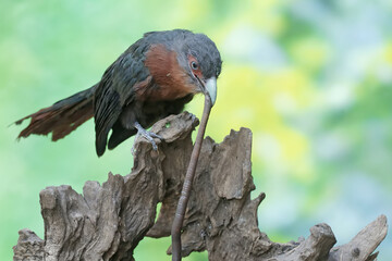 A young chestnut-breasted malkoha is preying on a large earthworm. This beautifully colored bird has the scientific name Phaenicophaeus curvirostris.