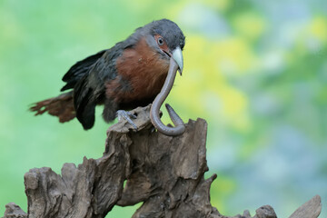 A young chestnut-breasted malkoha is preying on a large earthworm. This beautifully colored bird has the scientific name Phaenicophaeus curvirostris.