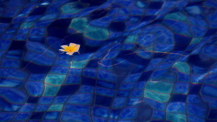Fototapeta premium Swimming pool with blue floor with floating frangipani flowers