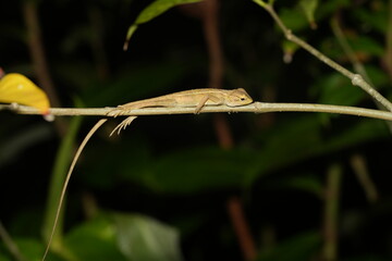 The changeable lizard, also known as the Oriental garden lizard (Calotes versicolor), is a species of agamid lizard found in Asia. |變色樹蜥