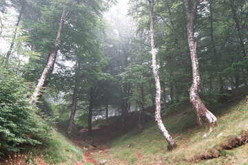 Bosque de Irati, Navarra, España