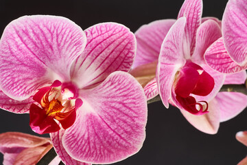 Beautiful orchids with intense colors