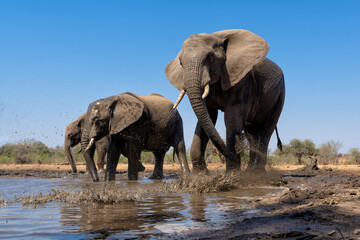 Elephants drinking and taking a bath in a waterhole in Mashatu Game Reserve in the Tuli Block in Botswana. Low angle view from a hide at water level.