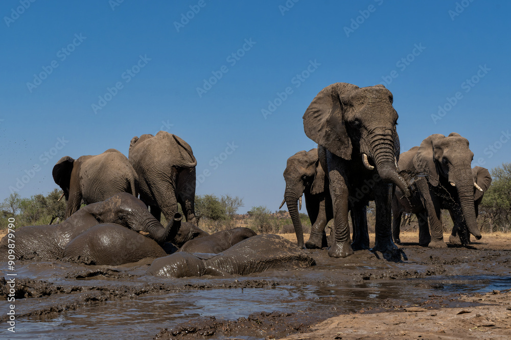 Poster elephants drinking and taking a bath in a waterhole in mashatu game reserve in the tuli block in bot