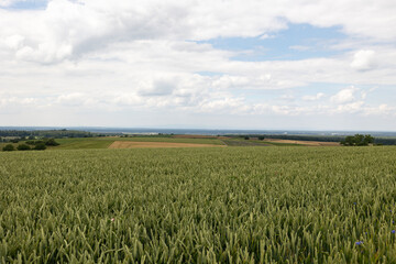 Green wheat field, Hessen Germany. Cloudy day during spring. landscape with fields and bushes in the background.