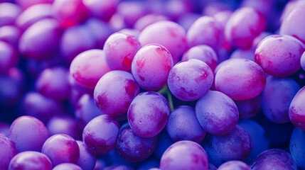 Close-up of ripe purple grapes hanging in a vineyard, perfect for wine-making. Vibrant, juicy, and organic, these grapes are the key to a refreshing drink