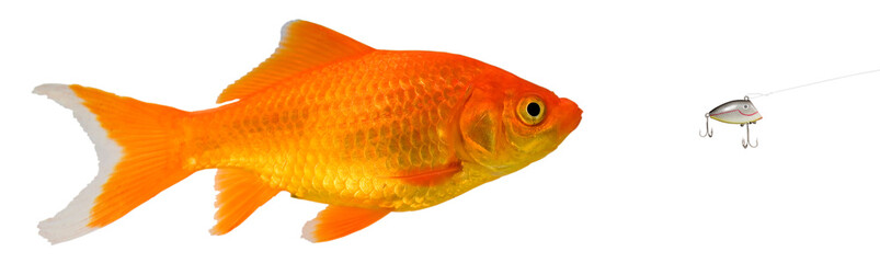 Bright goldfish swimming after an artificial lure