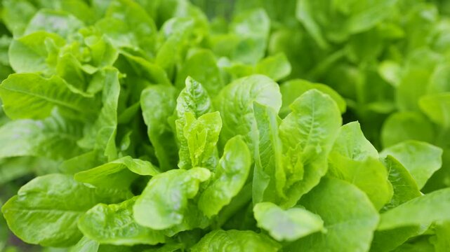 Green salad or lettuce leaves in garden, homegrown produce in back yard, closeup with selective focus.