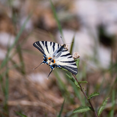 The scarce swallowtail, Beautiful butterfly sitting on the flower. Iphiclides podalirius is a butterfly belonging to the family Papilionidae.