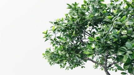 Obraz premium A single tree stands out against a bright white sky, its green leaves shining in the light
