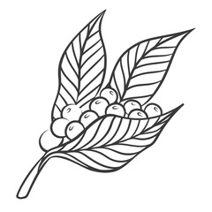 Coffee berry fruits and leaf on tree branch line icon. Hand drawn retro twig with leaves and organic harvest. Plantation coffee growing, nature mascot, outline farm plant icon vector illustration