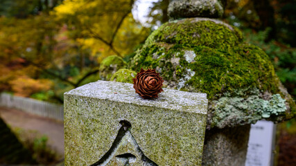苔むした石灯籠と松ぼっくり - 日本の秋の風景