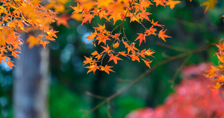 美しい紅葉の風景 - 秋の彩りと自然の美しさ